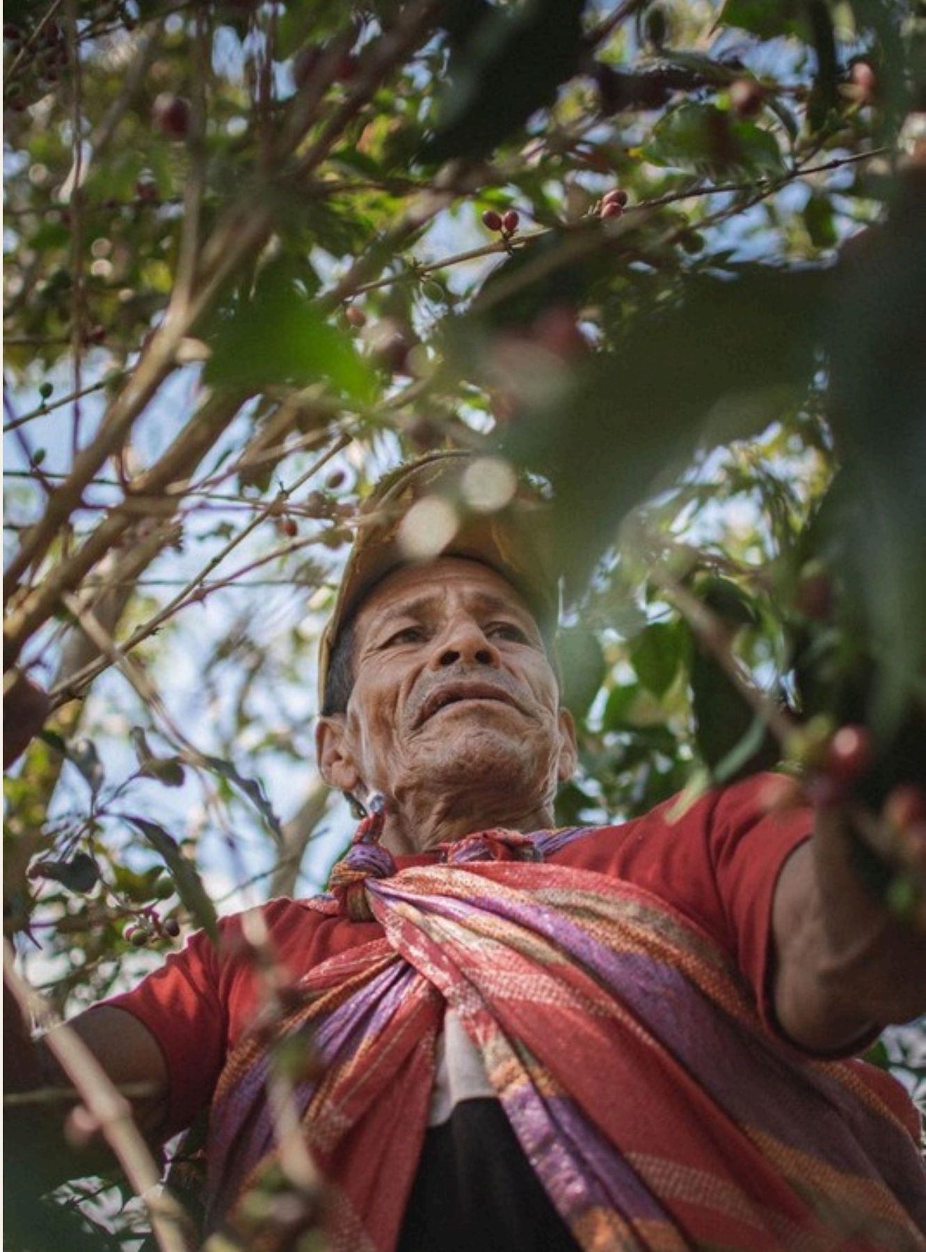 A farmer picking ripe coffee cherries from a tree on a steep Andean hillside