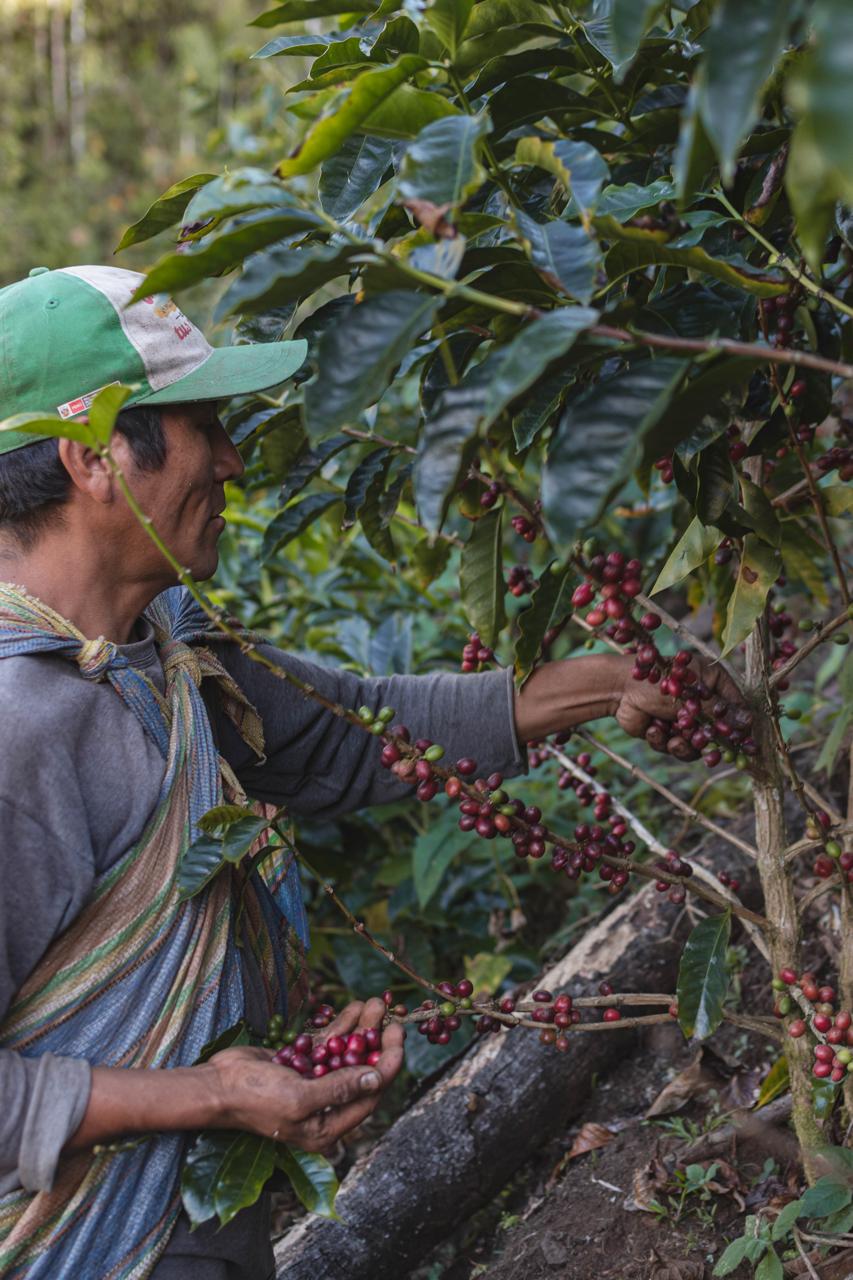 A Bolivian coffee farmer harvesting cherries by hand among dense coffee trees
